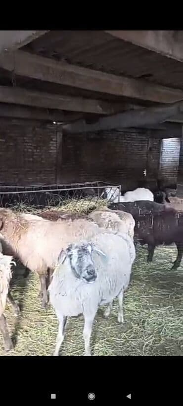 продажа щенков немецкой овчарки с документами в бишкеке: Продаю | Овца (самка) | Матка — 6