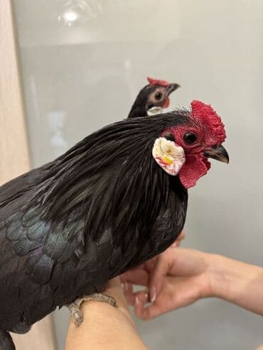 дом для куриц: Продаю | Куры, Петух | Для разведения — 3