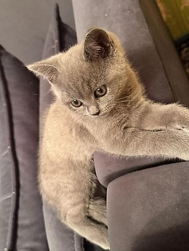 крупные собаки: Британский короткошёрстный котёнок, окрас голубой (solid blue). - — 4