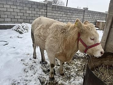 пародестые бычки: Продаю | Тёлка | На откорм | Привязанные — 3