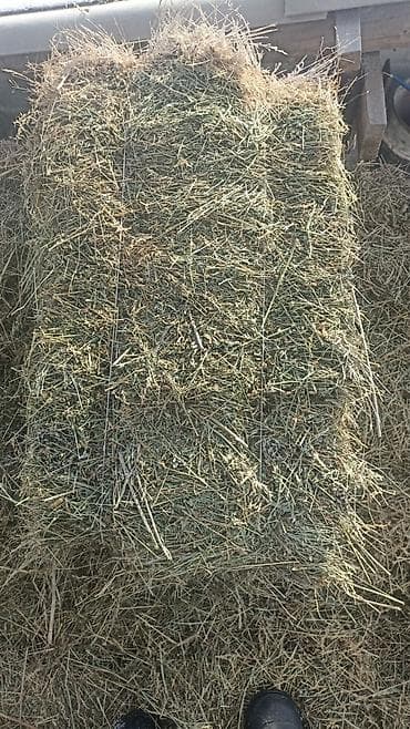 кукурузных палочек: Доставка есть тюки бодрые. Сено в тюках (прямоугольные брикеты) - — 1