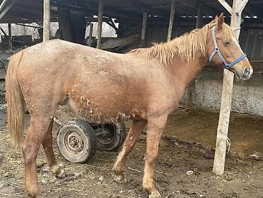 арабский жеребец купить: Продаю | Кобыла (самка) | Дончак | Для разведения | Племенные — 5