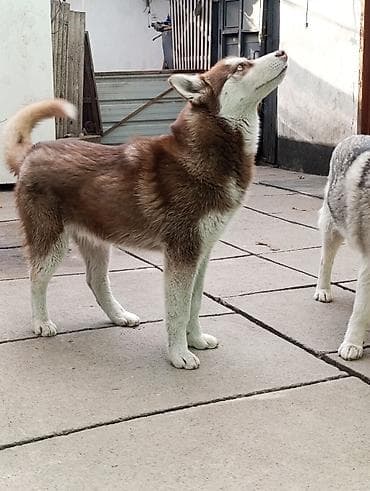 белая сибирская кошка: Хаски, 6 месяцев, Самец, С прививкой, С родословной — 3