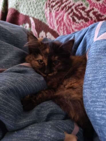 домик для кота: Породасыз, 1 жаш, Ургаачы, Таш бака, Лотокко барууга үйрөтүлгөн — 2