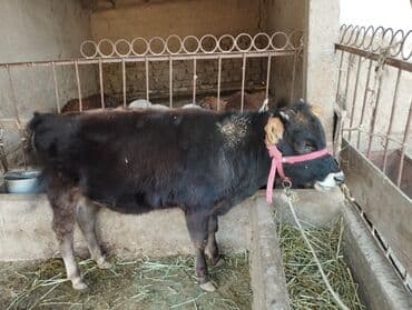 купить рабочую охотничью собаку: Продаю | Музоо, торпок | На откорм — 2