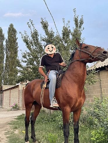 Башка жаныбарлар: Полукровка улакка сатылат, Бою:1.68 5 азый — 4