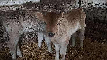 цена тюк: Продаю | Бык (самец) | Швицкая | На откорм, Для разведения | Искусственник — 3