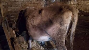 племенные коровы молочные купить: Продаю | Корова (самка) | Для разведения | Привязанные — 2