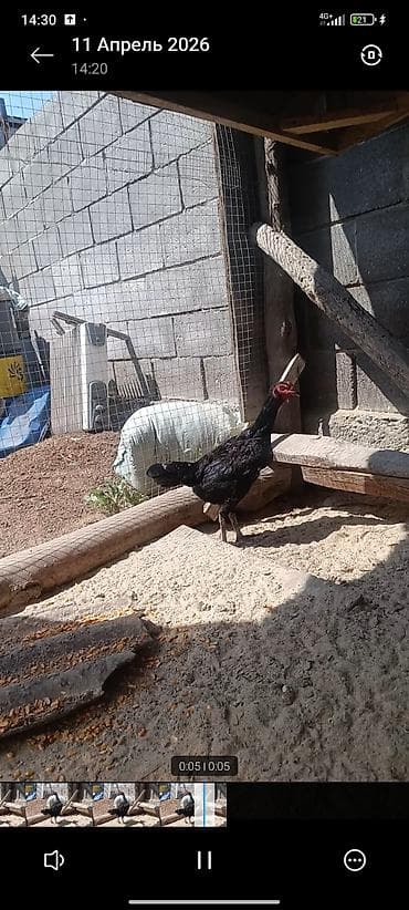 таза канду тай: Продаю | Петух | Бойцовая | Для разведения — 2