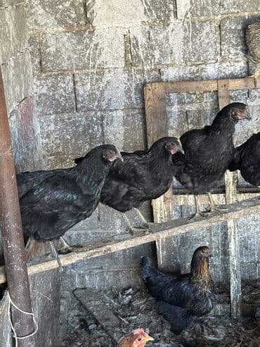 хомяк ош: Молодые куры домашние — 7