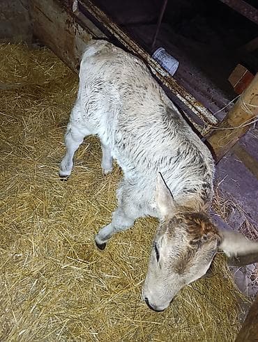 карова продаю: Продаю | Корова (самка) | Для молока | Привязанные — 7