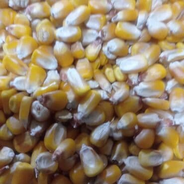 аквариум бу купить: Кукуруза Оптом — 1