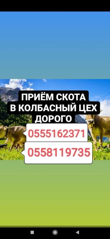 разведение сельскохозяйственных животных: Куплю | Коровы, быки, Лошади, кони, Другие с/х животные | Круглосуточно, Любое состояние, Забитый — 1