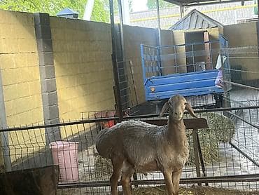 Продаю | Баран (самец) | Для разведения | Племенные