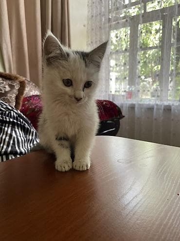 коша: Котёнок, короткошёрстный, окрас белый с серыми пятнами и тёмным узором — 4