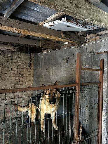 Обои: Вольер для собаки из металла с дверцей - Конструкция: каркас из — 5