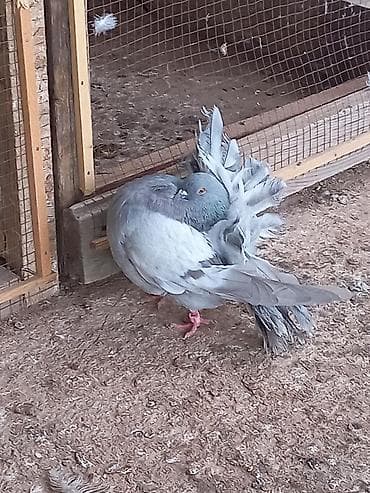 голуби ош: Продаю голубей Павлины голуби пепельных окрасов.пара 5000 Описание — 7