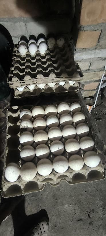 Жумурткалар: 🥚 Продаются яйца индюшек! 🦃 Свежие, чистые и качественные яйца от — 2