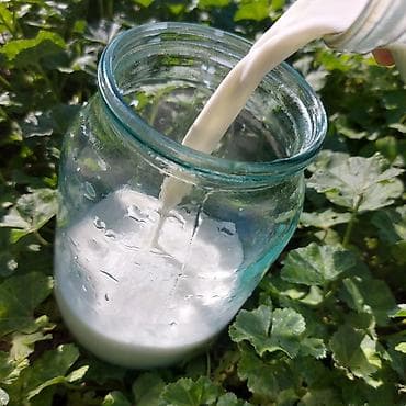 молочные продукты: 🐐 Табигый эчкинин сүтү сатылат! 🥛 Жаңы саалган, таза жана сапаттуу — 5