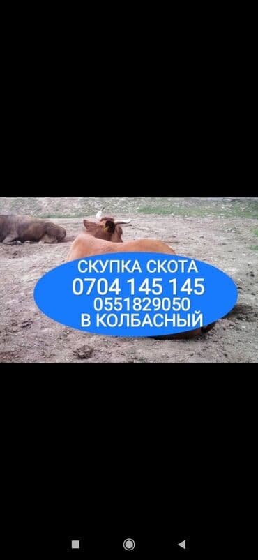 срочно продаю в связи с переездом: Куплю | Коровы, быки, Лошади, кони, Другие с/х животные | Круглосуточно, Любое состояние, Забитый — 1