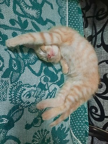 ориентал цена: Кошка даром: Беспородная, 5 месяцев, Мальчик, Приучена к лотку — 2