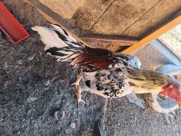 Птицы: Продаю | Петух | Бойцовая | Для разведения — 3