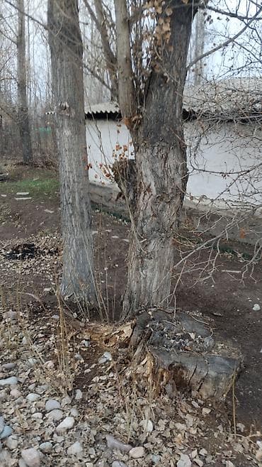 сверление бурение: Терек сатам алчуулар болсо жазкыла чалгыла — 2