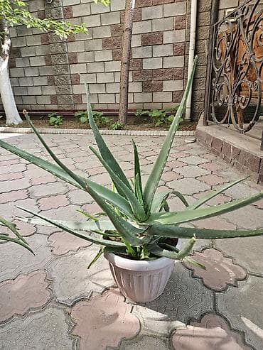 Алоэ: Алоэ вера в горшках - Крупные взрослые розетки с множеством — 1