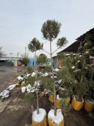 самшит декоративный кустарник: Көчөттөр дарактардын: Арчалар — 15