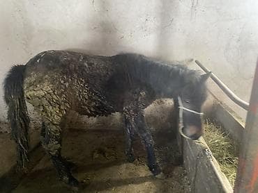 Продаю | Жеребец | Рабочий