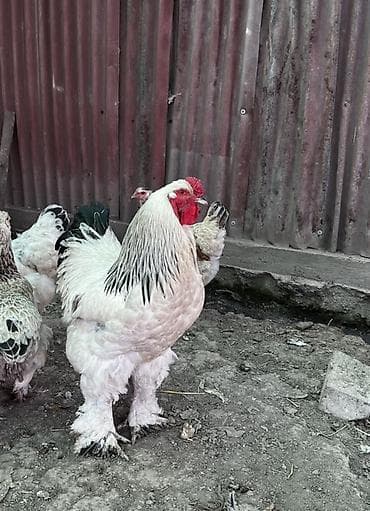 собаку алабай: Продаю | Петух | Брама | Для разведения — 1