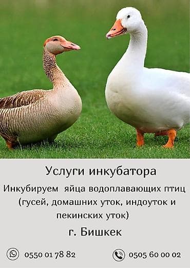 Башка жаныбарлар: Инкубационные услуги на савремном оборудование инкубируем для — 1