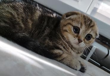 сиамские котята: Манчкин, 2 месяца, Девочка — 5