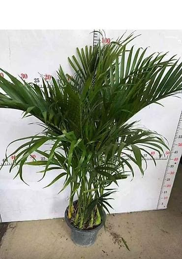 бочонок: Доставка по городу бесплатно 🚗 Комнатные и садовые декоративные — 2