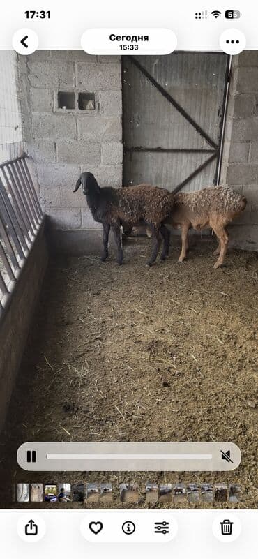 дог собака: Продаю | Овца (самка), Ягненок | Полукровка, Арашан — 7