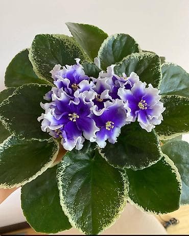 чоп орчу: Продаю детки сортовых фиалок,около 200 сортов🌺🌿🌺. Цены 80-130сом. Есть — 10