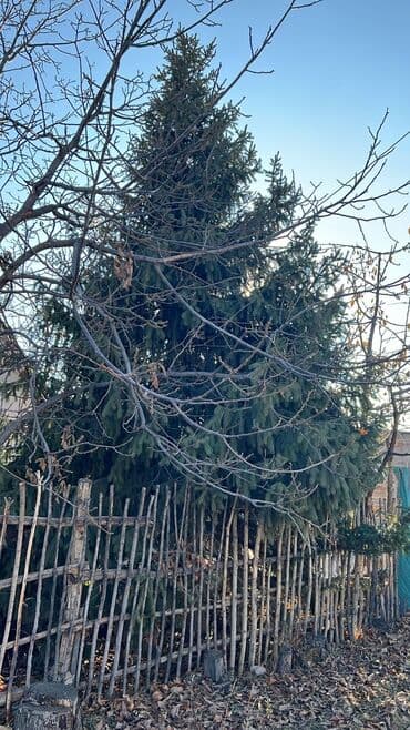 прихожка шкаф: Саженцы деревьев: Ели — 4