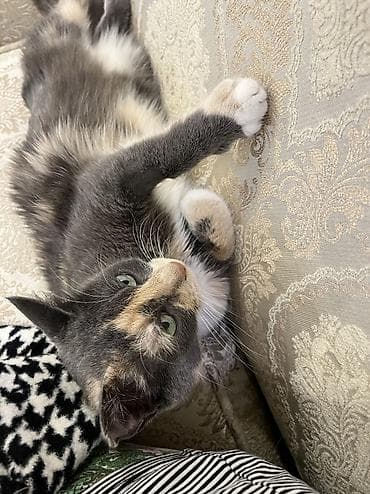 голая кошка сфинкс цена: 2 года, Девочка — 6