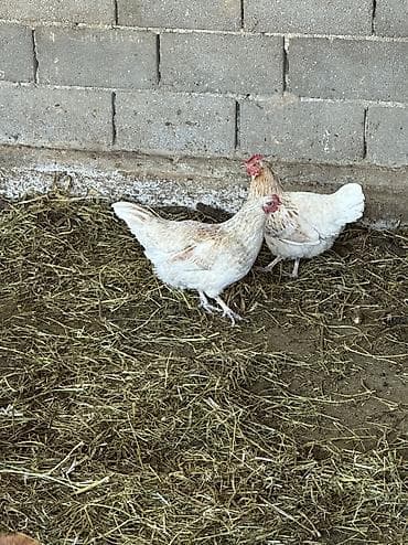 купить собаку бишкек: Птицы — 3
