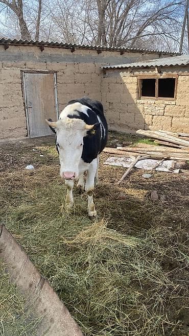 собака лабладор: Продаю | Тёлка | Голштин | Для молока | Племенные — 3