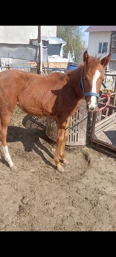 продать кошку: Продаю | Жеребенок | Для разведения — 6