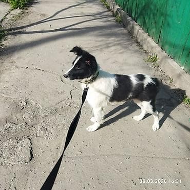 купить бордер колли: Собака даром: 6 месяцев, Самец, С прививкой — 8