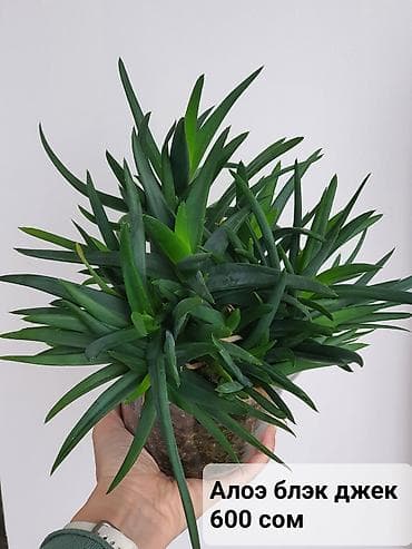 хойи: Цветы в ассортименте
Цена и название на фото — 9