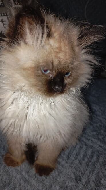 продам домик для кошки: Тайская, 2 месяца, Девочка, Приучена к лотку — 3