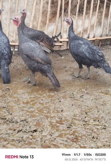 сколько стоит бенгальская кошка: Продаю | Индюк (самец) | Черный принц | Для разведения — 1