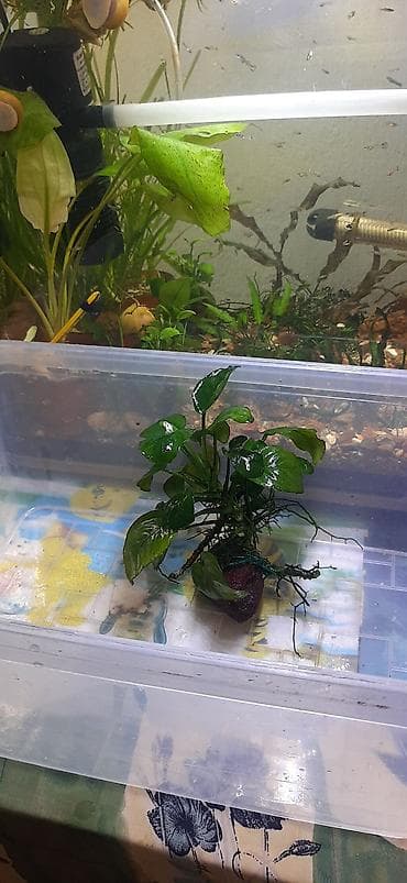 нагреватель для аквариума: Аквариумные ампулярии, растения, декорации,коряга,корм. - Стеклянный — 3