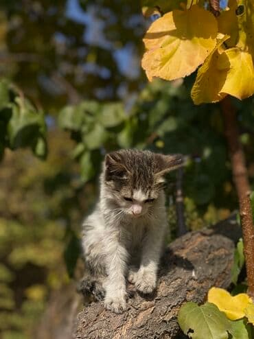 золотой ретривер щенок: Беспородная, 2 месяца, Мальчик, Биколор, Проглистована, С прививками, Приучена к лотку — 6