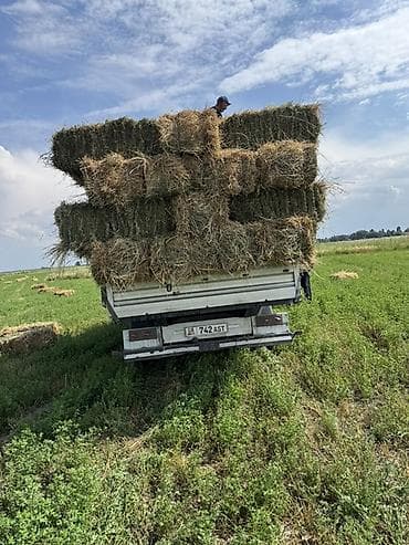 ящик бишкек: 500 штук чоп Аралаш беде плотный чон чон доставка мн — 1