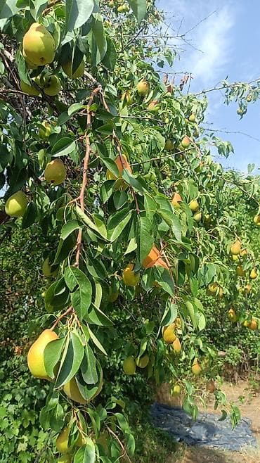 Каменные заборы: Кирпичные заборы, Покраска забора — 8