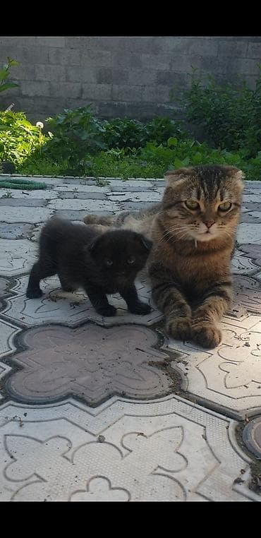 Котята с вислоухими ушками от домашней кошки-скоттиш (на фото с